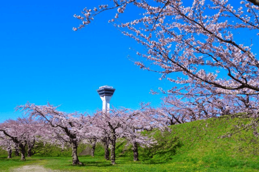 5 địa điểm ngắm Sakura tuyệt đẹp ở Hokkaido
