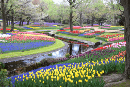 5 địa điểm ngắm hoa Tulip nổi tiếng nhất Nhật Bản