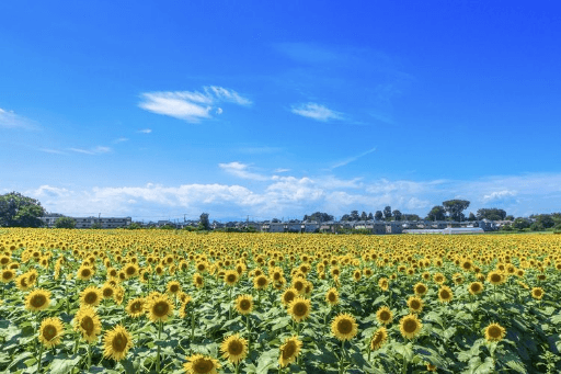 3 cánh đồng hoa hướng dương tuyệt đẹp ở Tokyo