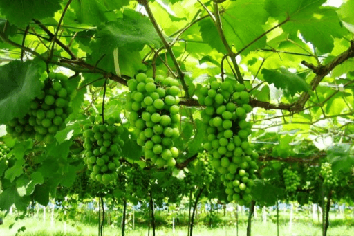 Địa điểm hái và ăn nho thoả thích ở Saitama và Chiba