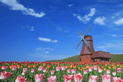 Top địa điểm ngắm hoa Tulip đẹp nhất Nhật Bản năm 2023