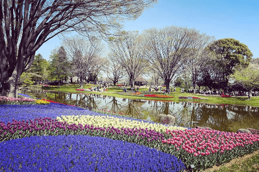 Ngắm hoa Tulip đẹp tuyệt ở công viên Showa Kinen, Tokyo